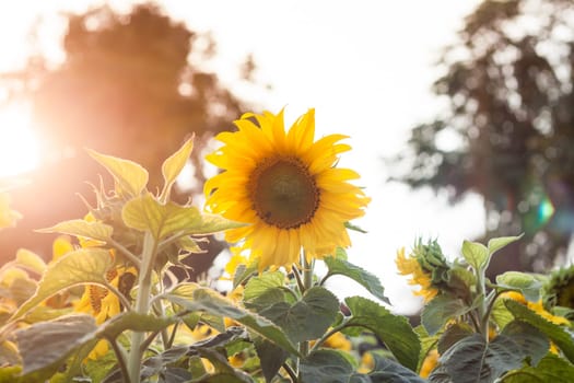 Beautiful sunflower on natural background with vintage filter style, stock photo