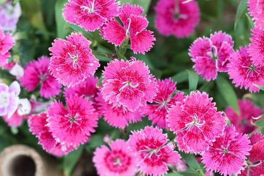 Beautiful pink flower in garden, stock photo