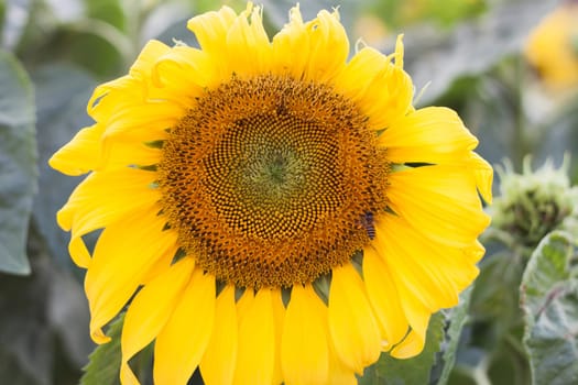 Beautiful sunflower with natural background, stock photo