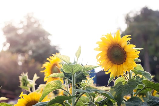 Beautiful sunflower on natural background with vintage filter style, stock photo