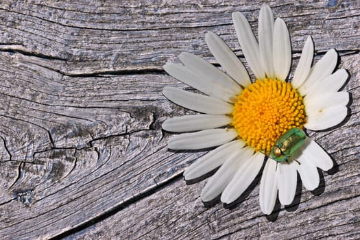 Silky fall beetle (Cryptocephalus sericeus) on marguerite on wood