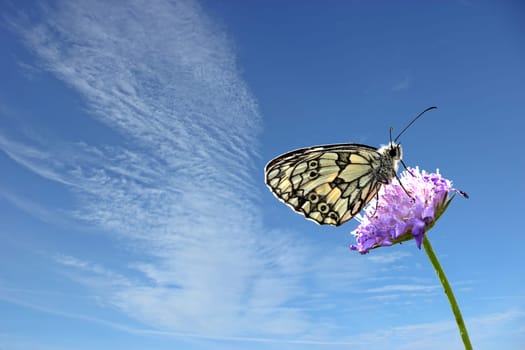 Chessboard butterfly (Melanargia galathea) on widow flower