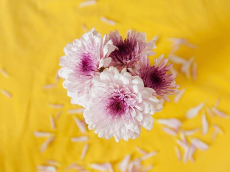Gerber purple flower on yellow blur background still life tone