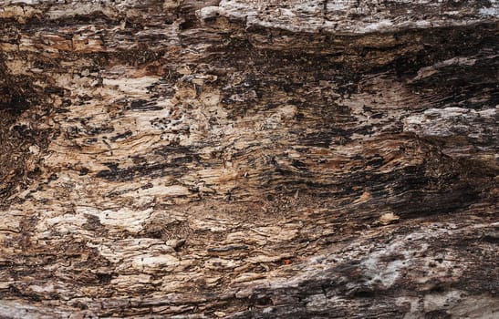 Old wood texture over dark tone
