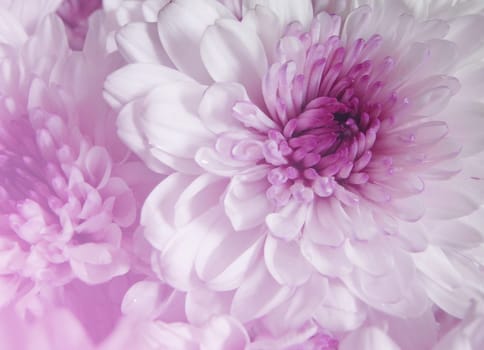 Gerbera daisy purple and sweet color blurred background