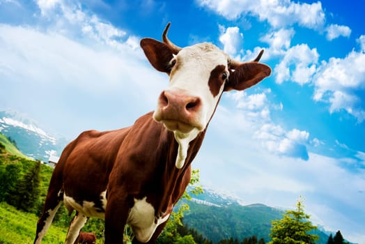 Cow, farm animal in the french alps, Abondance race cow, savy, beaufort sur Doron