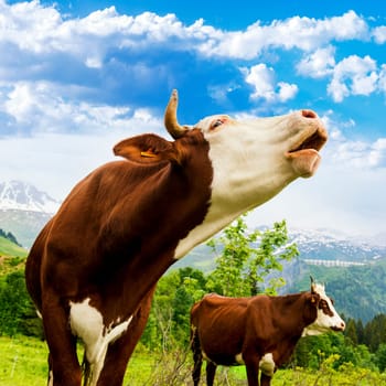 Cow, farm animal in the french alps, Abondance race cow, savy, beaufort sur Doron
