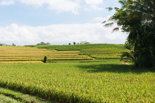 Landscape view of Balinese fields where rice is grown.