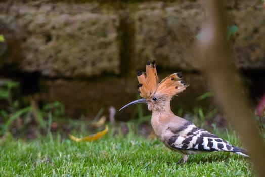 Nice Hoopoe serching food in the garden