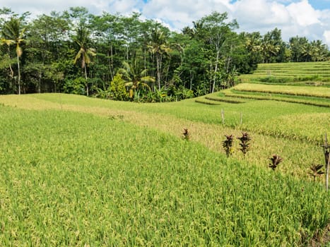Landscape view of Balinese fields where rice is grown.