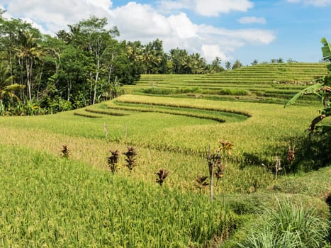 Landscape view of Balinese fields where rice is grown.