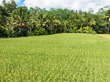 Landscape view of Balinese fields where rice is grown.