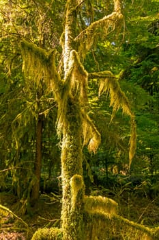 Moss on old growth trees in Strathcona Provincial Park in Canada