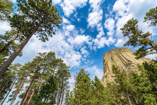 Devils Tower National Monument rising above pine trees in Wyoming