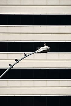 City pigeons sit on a curved street lamp in the front of a geometrically abstract facade.