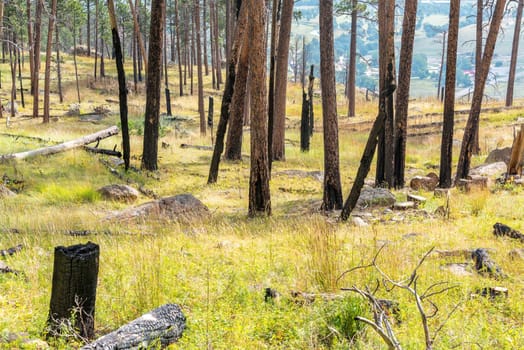 Trees damaged in a forest fire at the base of Devils Tower in Wyoming