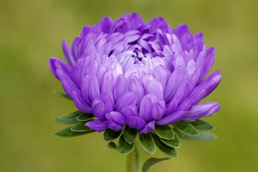 Dahlia in the garden