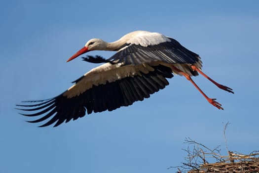 Stork at the Stork's Nest