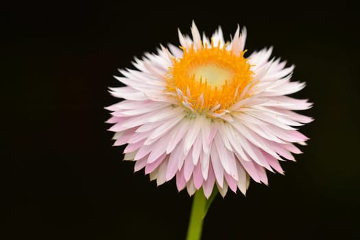 Garden straw flower blooming