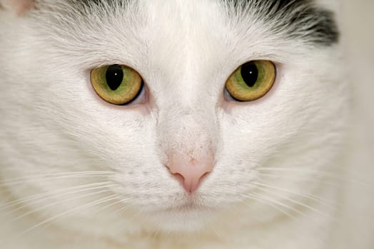 Cat portrait