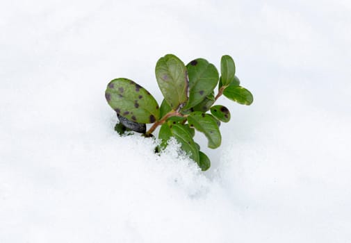 Lingonberry Plant in Winter close up with snow.