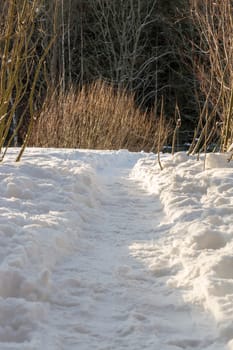 Path in Snow with bushes and trees.