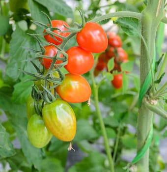 Grape Tomatoes on the vine