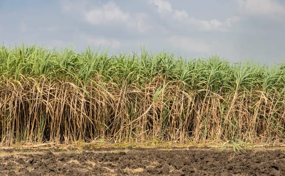 Sugarcane plantation in Thailand. Ready to harvest.