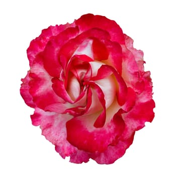 beautiful red rose flower isolated on white background,way in paths