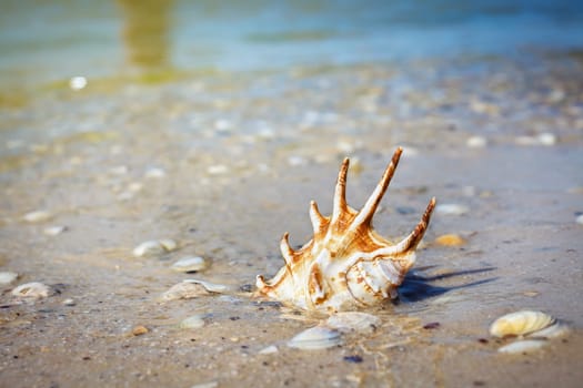 beautiful big seashell lying on sand on the beach