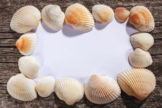 Sea shells collection frame on old wooden background. space for text