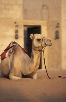 a camel in the city of Dubai in the Arab Emirates in the Gulf of Arabia.