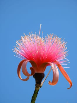 Single pink flower in front of blue sky.