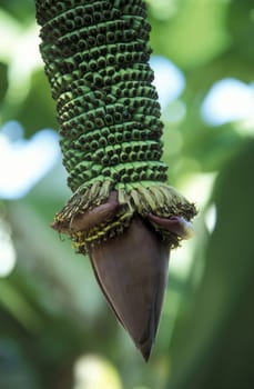 a Banana tree at the town of siem riep near ankor wat in cambodia in southeastasia.