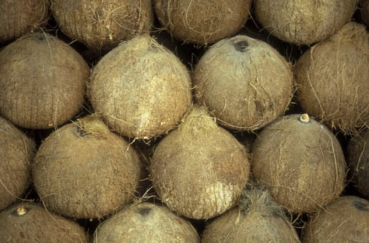 cocos nut in a markte in the town of siem riep near ankor wat  in cambodia in southeastasia.