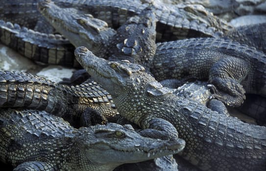 a crocodile farm near of the Town of Sihanoukville in cambodia in southeastasia.