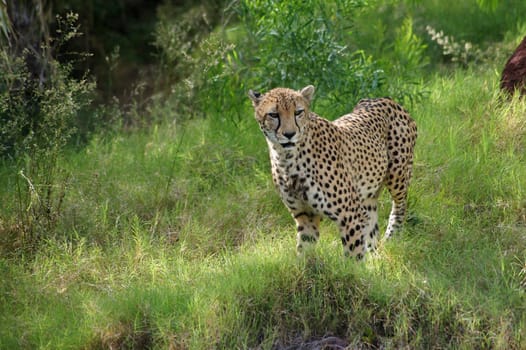 Cheetah