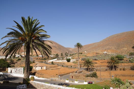 Date palms along the edge of the village