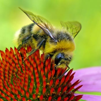 Bumblebee on purple sun hat