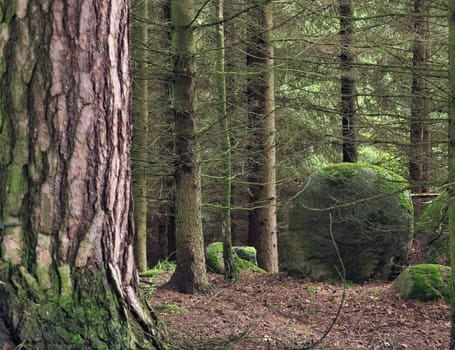 Image of the boulder covered moss in forest