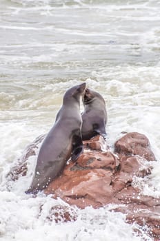 At acolony of Cape Fur Seals at Cape Cross on the Atlantic Ocean in Namibia.