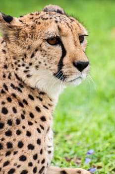 A tame cheetah on the lawn of a farmhouse in Namibia staring out in to the distance.