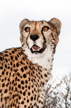A tame cheetah on the lawn of a farmhouse in Namibia.