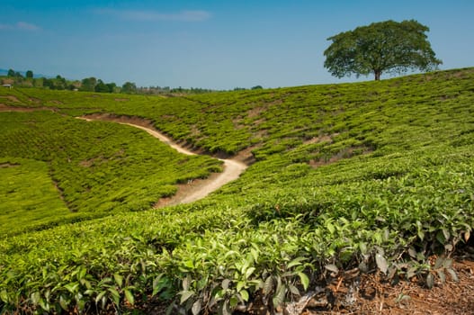A lonestanding tree on a hill  in a tea plantation, completely surrounded by tea plantations.