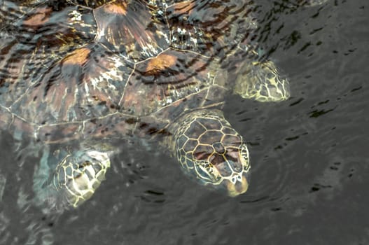 A green sea turtle in the water at a sanctuary in Zanzibar where they are protected.