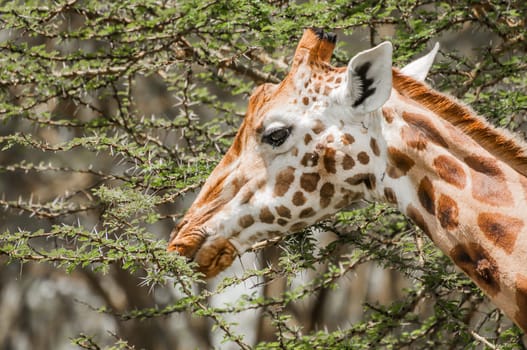 A Masai Giraffe eating leafs from a thorny acacia tree.