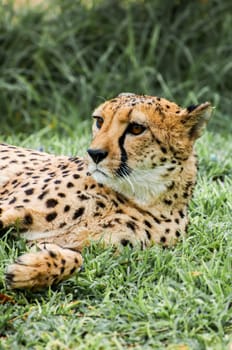 A tame cheetah on the lawn of a farmhouse in Namibia lying on his side but lifting his head to look at something that he finds rather interesting.