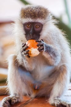 A vervet monkey is eating an orange which he stole from tourists.
