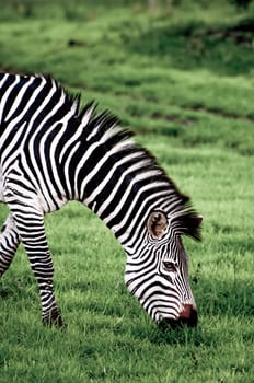 A zebra grazing on the green grass of the Lake Nakuru National Park in Kenya.