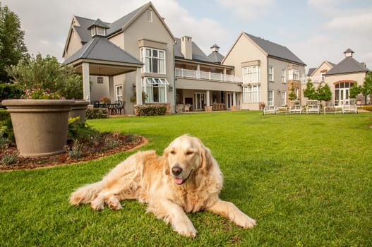 Golden Retriever at Home, lying relaxed in the beautiful big garden of the big mansion house where she lives.